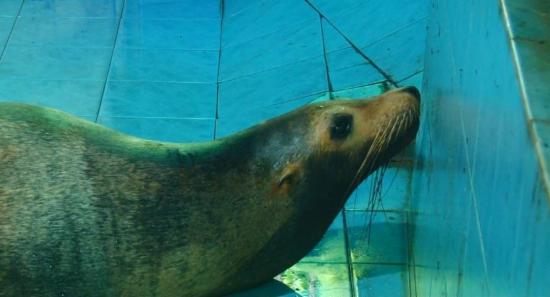 Rare Surgery Saves Sri Lanka's Only Sea Lion